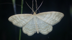 Idaea macilentaria