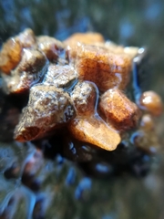 Glossosoma