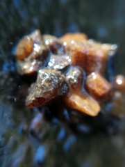 Glossosoma
