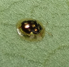 Plagiometriona microcera