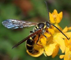 Xanthocampsomeris fulvohirta