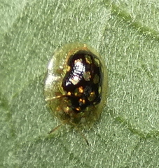 Plagiometriona microcera