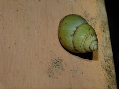 Amphidromus palaceus