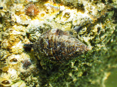 Gemophos tinctus image