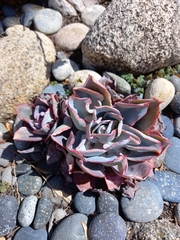 Gibbiflorae