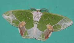 Protuliocnemis partita