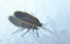 Melacoryphus circumlitus