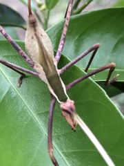 Anthophiloptera dryas