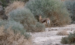 Gazella dorcas