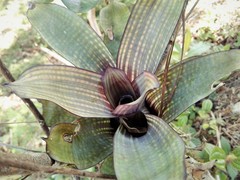 Vriesea gigantea