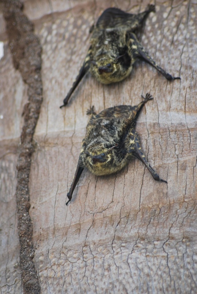 Typical Sheath-winged Bats