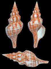 Filifusus filamentosus