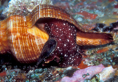 Filifusus filamentosus