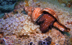 Filifusus filamentosus