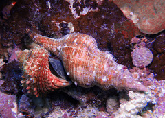 Filifusus filamentosus