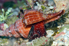 Filifusus filamentosus