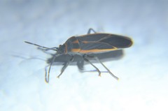 Melacoryphus circumlitus