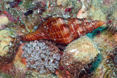 Filifusus filamentosus