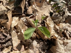 Trillium catesbaei