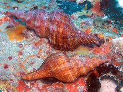 Filifusus filamentosus