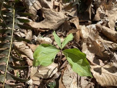 Trillium catesbaei