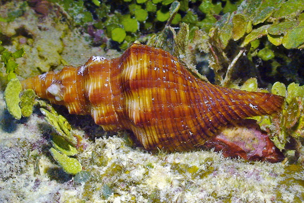 Filifusus filamentosus