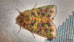 Heterochroma berylloides