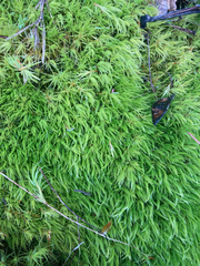 Dicranum howellii