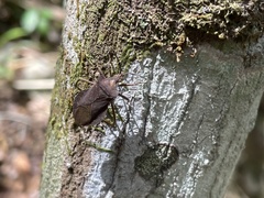 Sethenira ferruginea