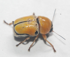 Griburius larvatus