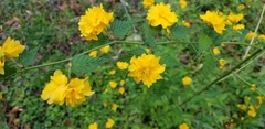 Kerria japonica