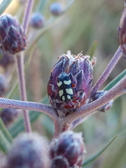 Enoclerus triplagiatus