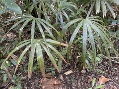 Rhapidophyllum