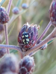 Enoclerus triplagiatus