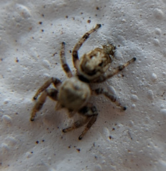 Pelegrina pervaga