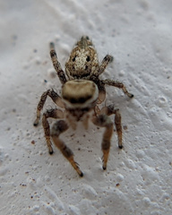Pelegrina pervaga