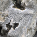 Diploschistes actinostoma - Photo (c) Heikel B.,  זכויות יוצרים חלקיות (CC BY-NC), uploaded by Heikel B.