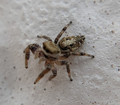 Pelegrina pervaga