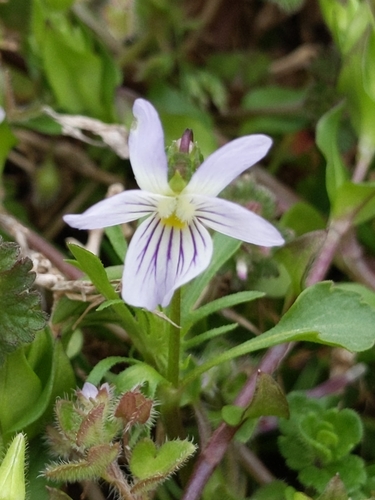 American field pansy