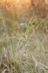 Cyperus exaltatus