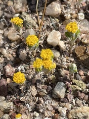 Eriophyllum pringlei