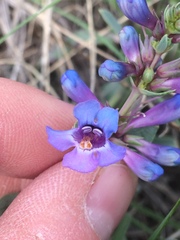 Penstemon nitidus