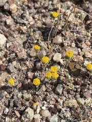 Eriophyllum pringlei