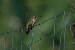 Selasphorus calliope