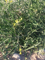 Sisymbrium orientale