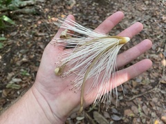 Pseudobombax ellipticum