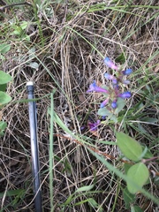 Penstemon nitidus