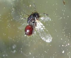 Eucharitinae