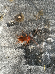Phymatodes testaceus