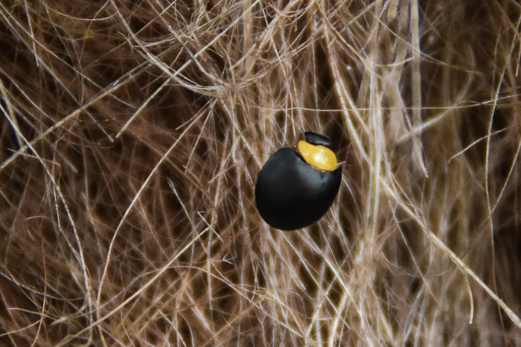 Ladybird beetle